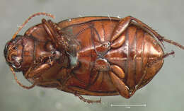 Amara (Bradytus) insularis G. Horn 1875 resmi