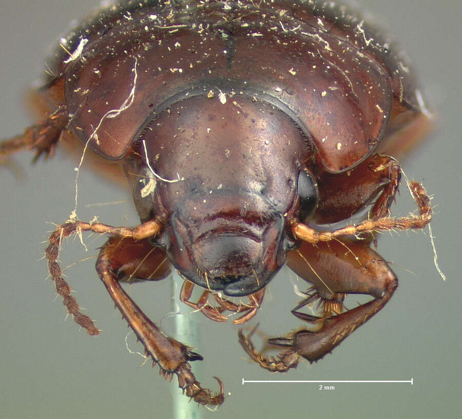 Amara (Bradytus) insularis G. Horn 1875 resmi