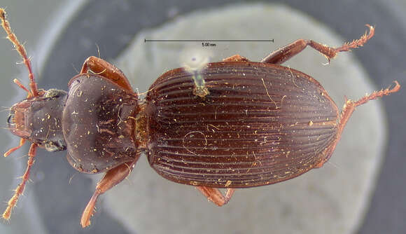 Image of Pterostichus (Hypherpes) tristis (Dejean 1828)