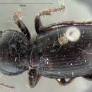 Image of Cyclotrachelus (Evarthrus) constrictus (Say 1823)