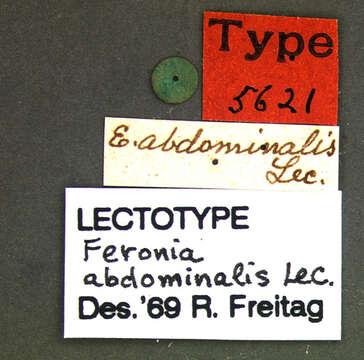 Image of Cyclotrachelus (Evarthrus) incisus (Le Conte 1846)