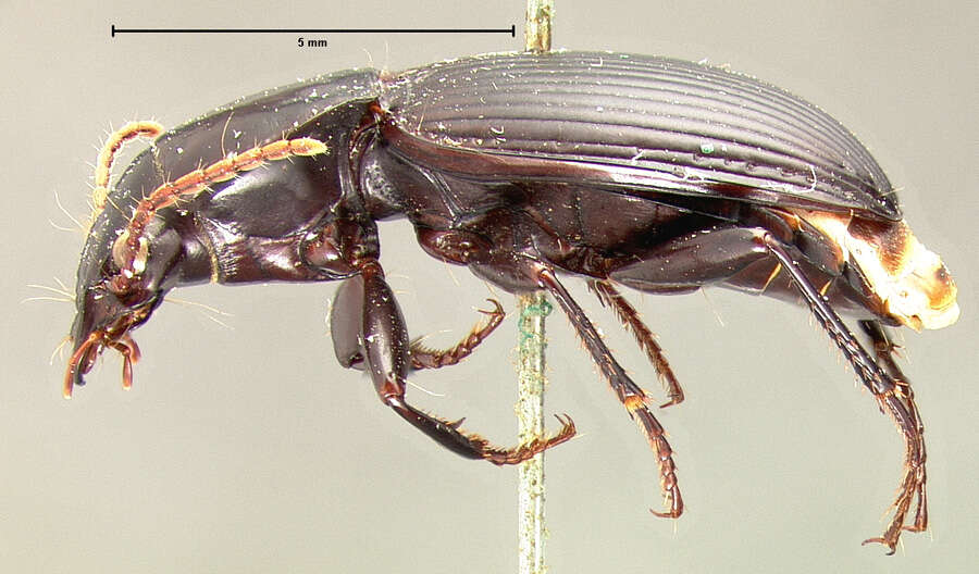 Plancia ëd Pterostichus (Hypherpes) algidus Le Conte 1853