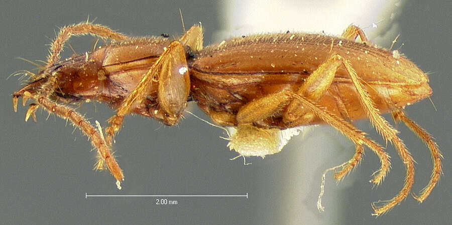 Pseudanophthalmus audax (G. Horn 1883)的圖片