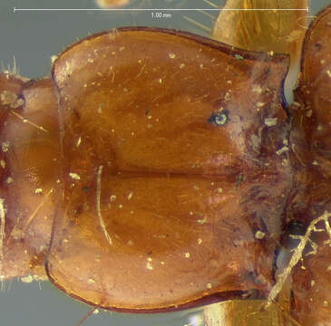 Слика од Pseudanophthalmus audax (G. Horn 1883)