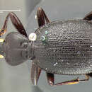 Sivun Scaphinotus (Pseudonomaretus) relictus (G. Horn 1881) kuva