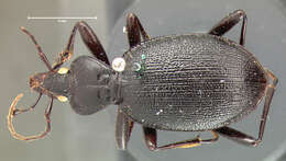 صورة Scaphinotus (Pseudonomaretus) relictus (G. Horn 1881)