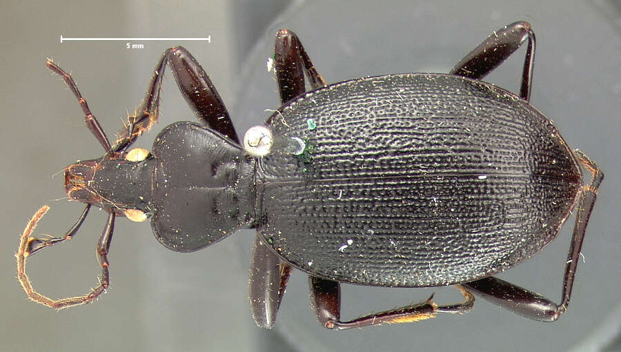 Image of Scaphinotus (Pseudonomaretus) relictus (G. Horn 1881)