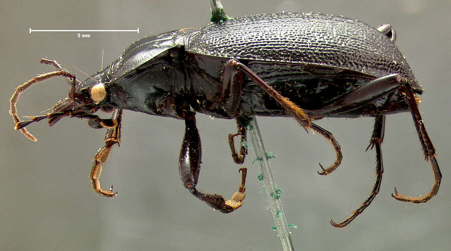 Image of Scaphinotus (Pseudonomaretus) relictus (G. Horn 1881)