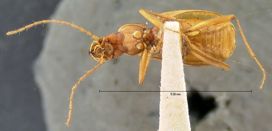 Pseudanophthalmus eremita (G. Horn 1871)的圖片