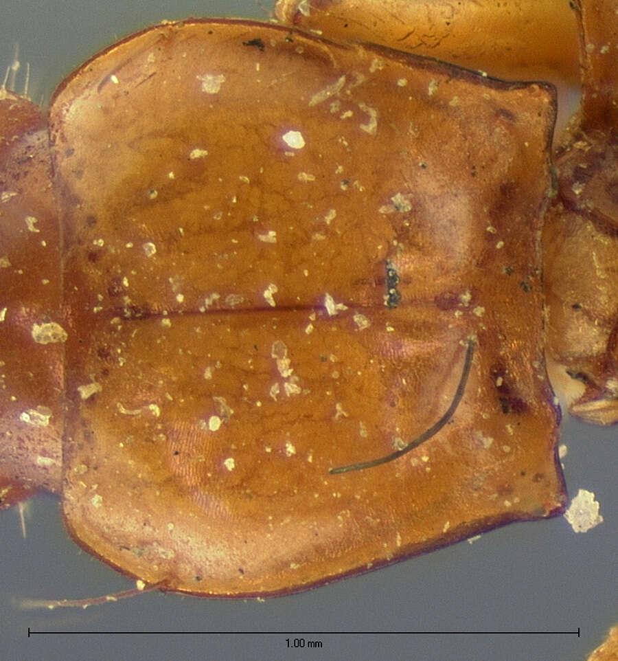 Image of Pseudanophthalmus eremita (G. Horn 1871)