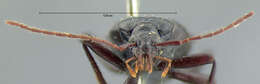 صورة Scaphinotus (Maronetus) imperfectus (G. Horn 1861)