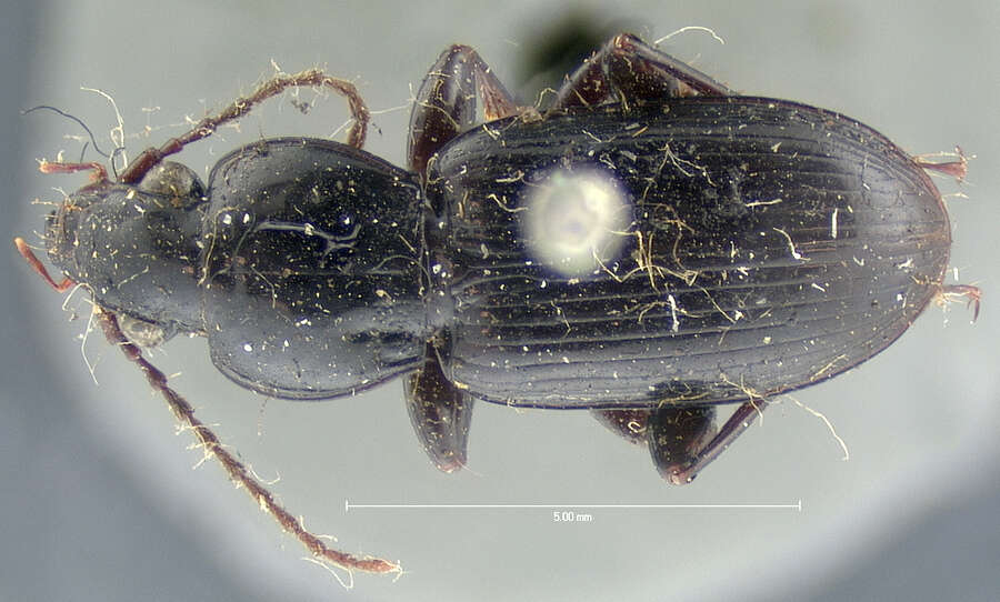 Image of Pterostichus (Pseudomaseus) luctuosus (Dejean 1828)