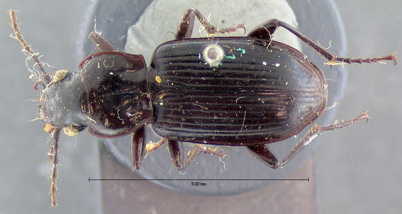 Image of Lophoglossus substrenuus (Csiki 1930)