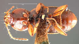 صورة Pterostichus (Phonias) corrusculus Le Conte 1873