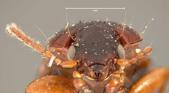 صورة Pterostichus (Phonias) corrusculus Le Conte 1873