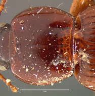 صورة Pterostichus (Phonias) corrusculus Le Conte 1873