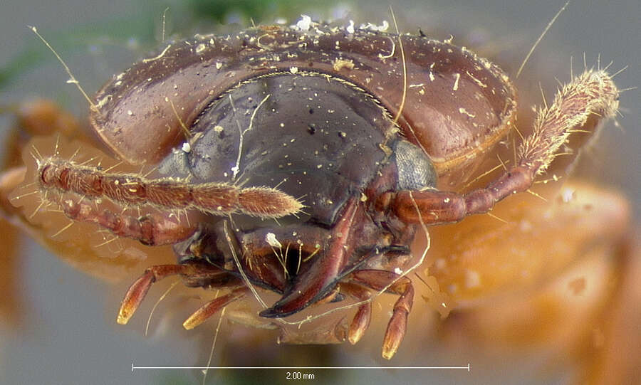 Image of Pterostichus (Cryobius) surgens Le Conte 1878