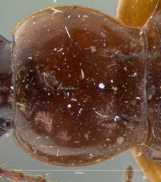 Image of Pterostichus (Cryobius) surgens Le Conte 1878