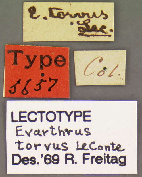 Image of Cyclotrachelus (Evarthrus) torvus (Le Conte 1863)