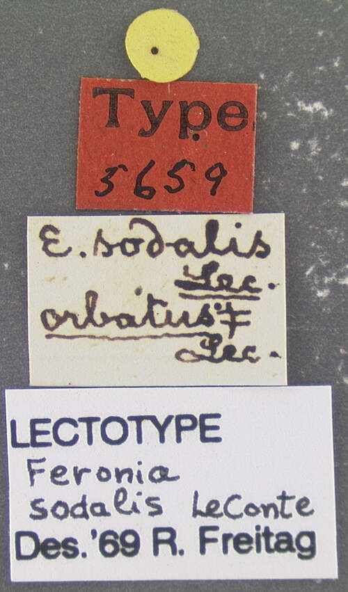 Image of Cyclotrachelus (Evarthrus) sodalis (Le Conte 1846)