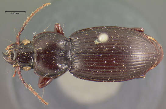 Image of Cyclotrachelus (Evarthrus) sodalis sodalis (Le Conte 1846)