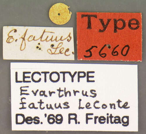 Image of Cyclotrachelus (Evarthrus) sodalis sodalis (Le Conte 1846)