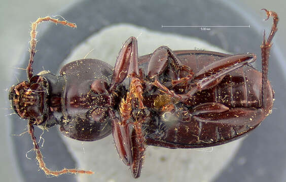 Image of Cyclotrachelus (Evarthrus) sodalis sodalis (Le Conte 1846)