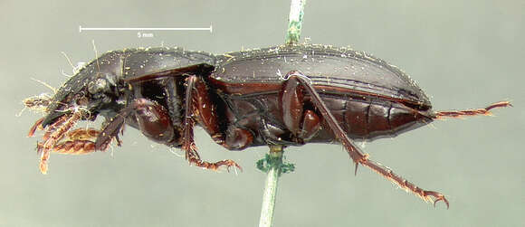 Image of Cyclotrachelus (Evarthrus) furtivus (Le Conte 1853)