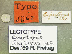 Image of Cyclotrachelus (Evarthrus) furtivus (Le Conte 1853)