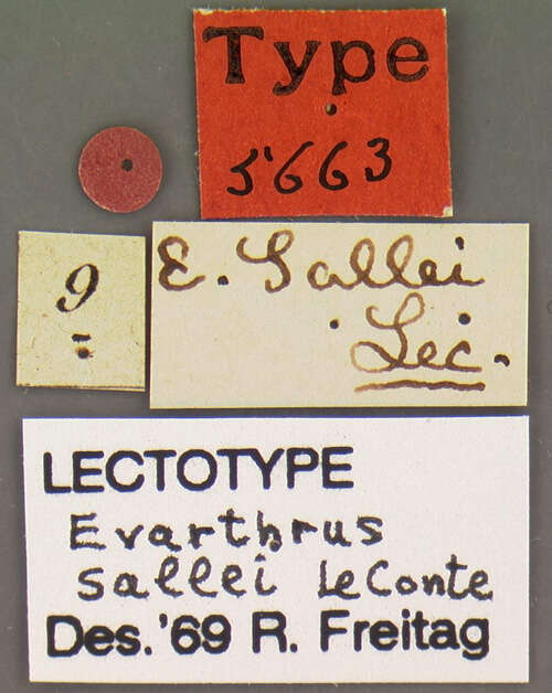 Image of Cyclotrachelus (Evarthrus) sallei (Le Conte 1873)