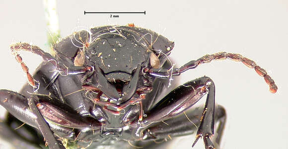 Image of Pterostichus (Bothriopterus) oregonus Le Conte 1861