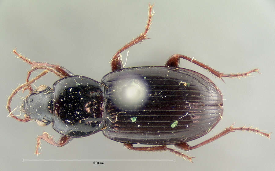 Image of Pterostichus (Phonias) femoralis (Kirby 1837)