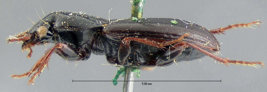 Image of Pterostichus (Phonias) femoralis (Kirby 1837)