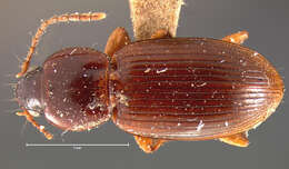 صورة Pterostichus (Phonias) corrusculus Le Conte 1873