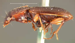 صورة Pterostichus (Phonias) corrusculus Le Conte 1873