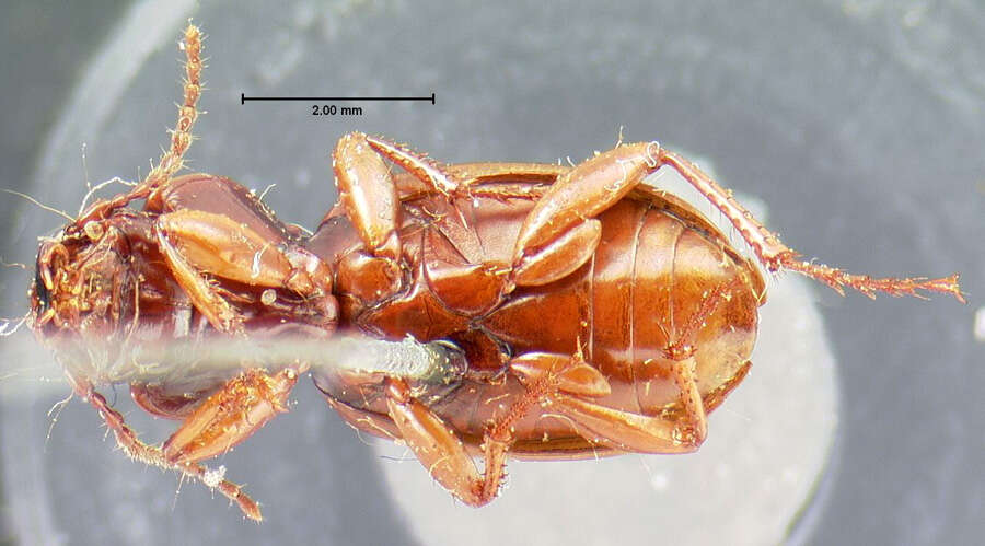 Image of Cyclotrachelus (Evarthrus) incisus (Le Conte 1846)