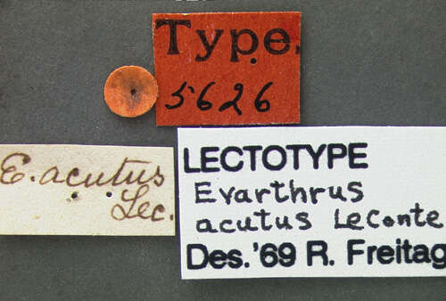 Image of Cyclotrachelus (Cyclotrachelus) laevipennis (Le Conte 1846)