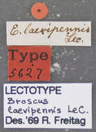 Image of Cyclotrachelus (Cyclotrachelus) laevipennis (Le Conte 1846)