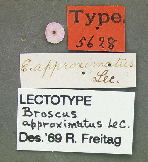 Image of Cyclotrachelus (Cyclotrachelus) approximatus (Le Conte 1846)