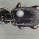 Image of Pterostichus (Paraferonia) lubricus Le Conte 1853