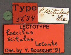 Image of Poecilus (Poecilus) scitulus Le Conte 1846