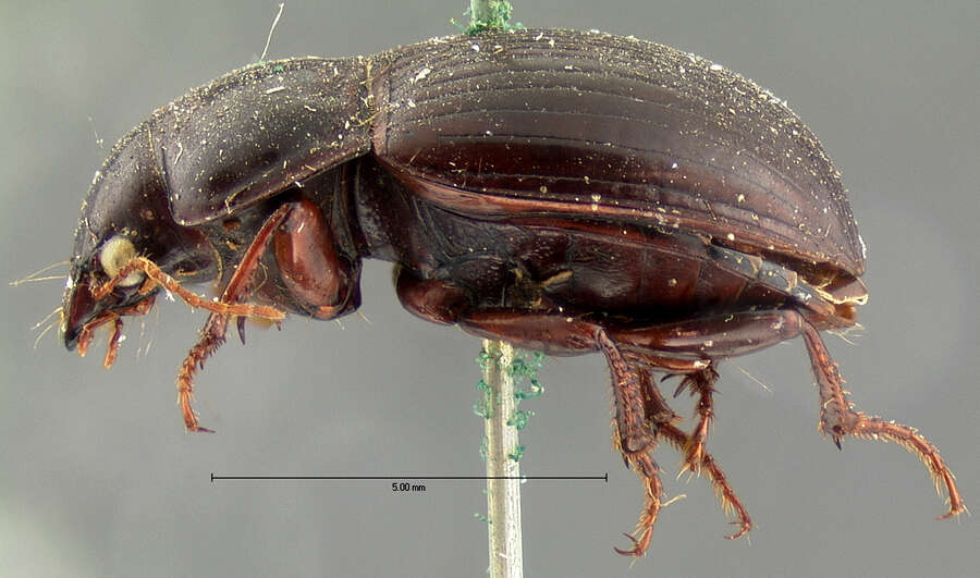 Image of Amara (Neopercosia) fortis Le Conte 1880