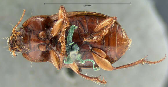 Amara (Paracelia) quenseli quenseli (Schönherr 1806) resmi