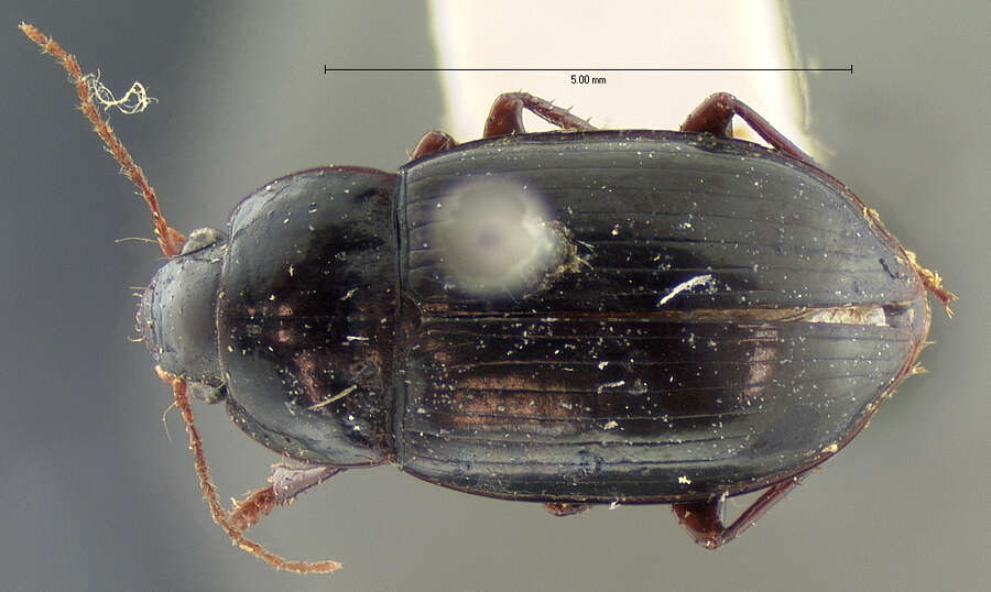 Amara (Xenocelia) gibba (Le Conte 1847) resmi