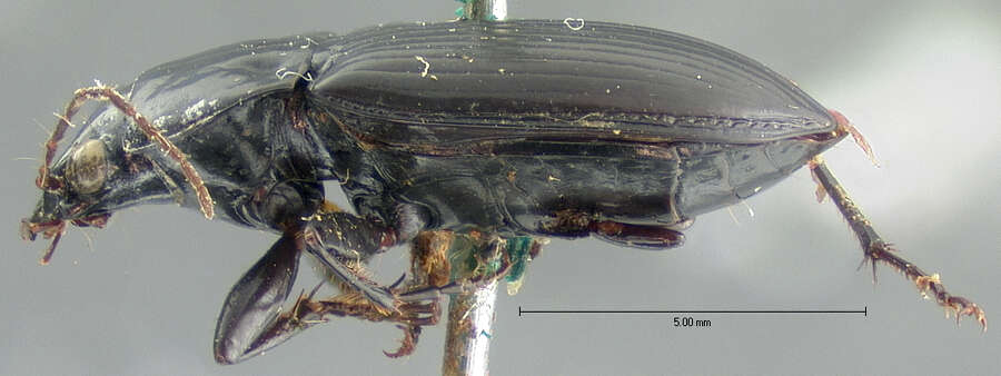 صورة Diplocheila (Isorembus) assimilis (Le Conte 1844)