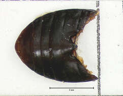 Amara (Xenocelia) rectangula Le Conte 1855 resmi