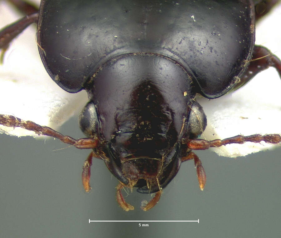 Amara (Xenocelia) rectangula Le Conte 1855 resmi