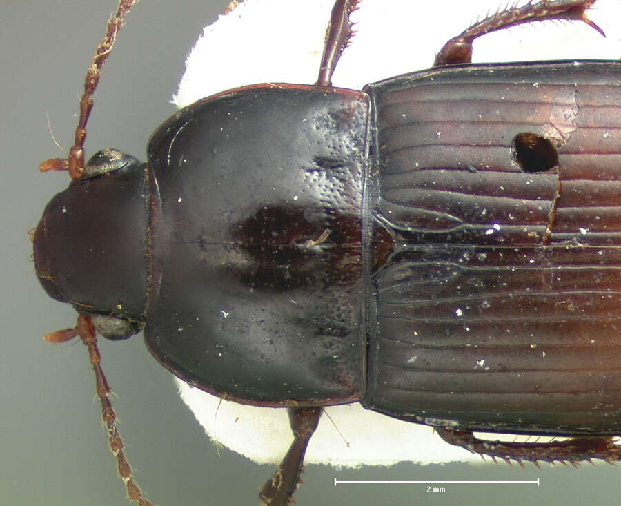 Amara (Xenocelia) rectangula Le Conte 1855 resmi