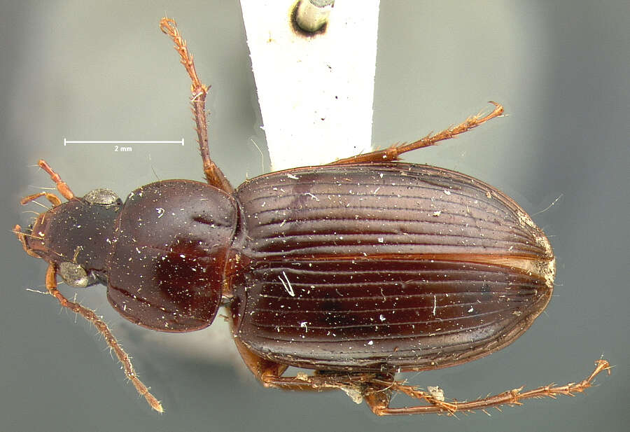 Image of Agonum (Olisares) elongatulum (Dejean 1828)