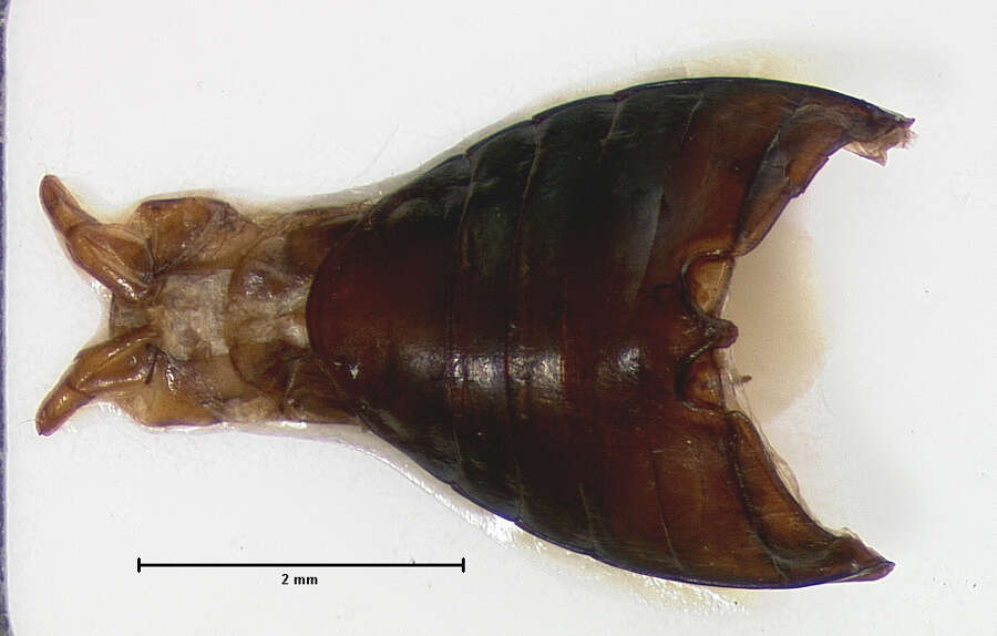 Amara (Amara) littoralis Mannerheim 1843 resmi